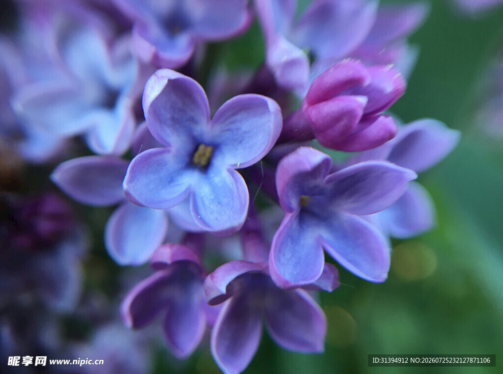 紫丁香花朵特写