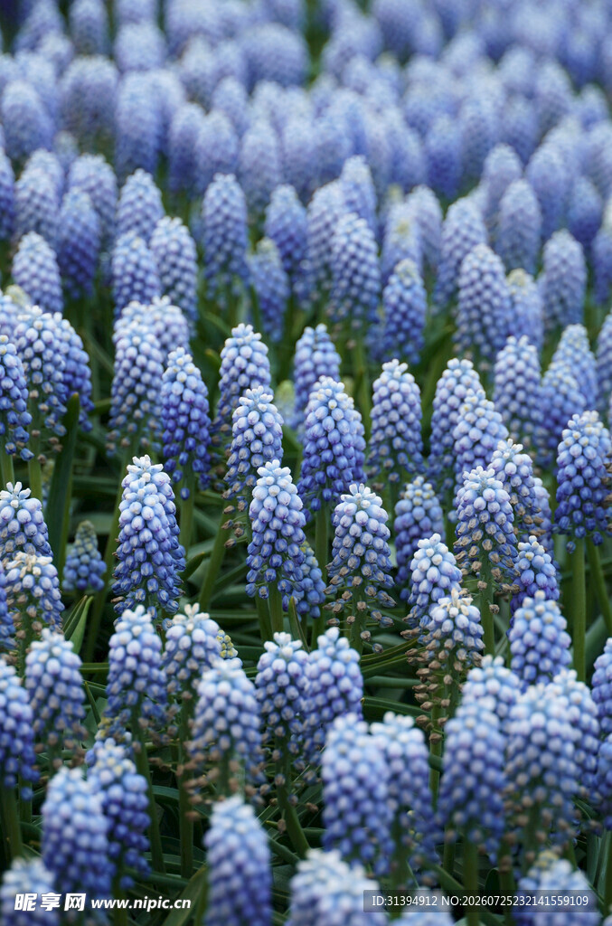 蓝紫色风信子花海