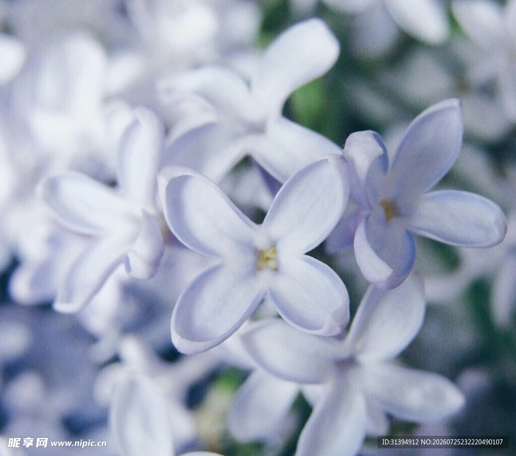 淡紫色丁香花特写