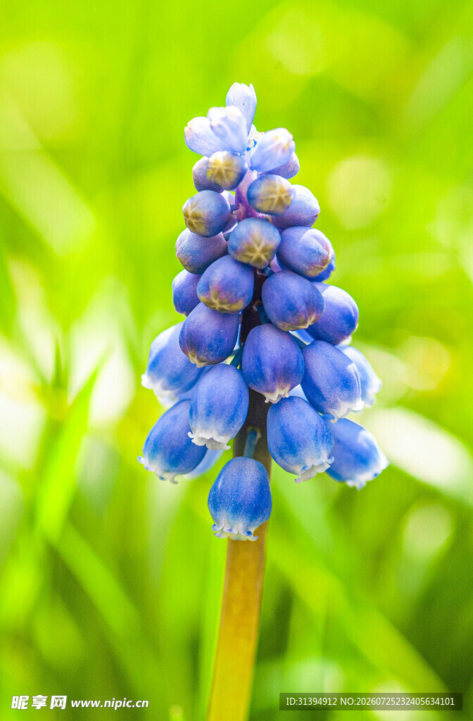 蓝紫色葡萄风信子特写