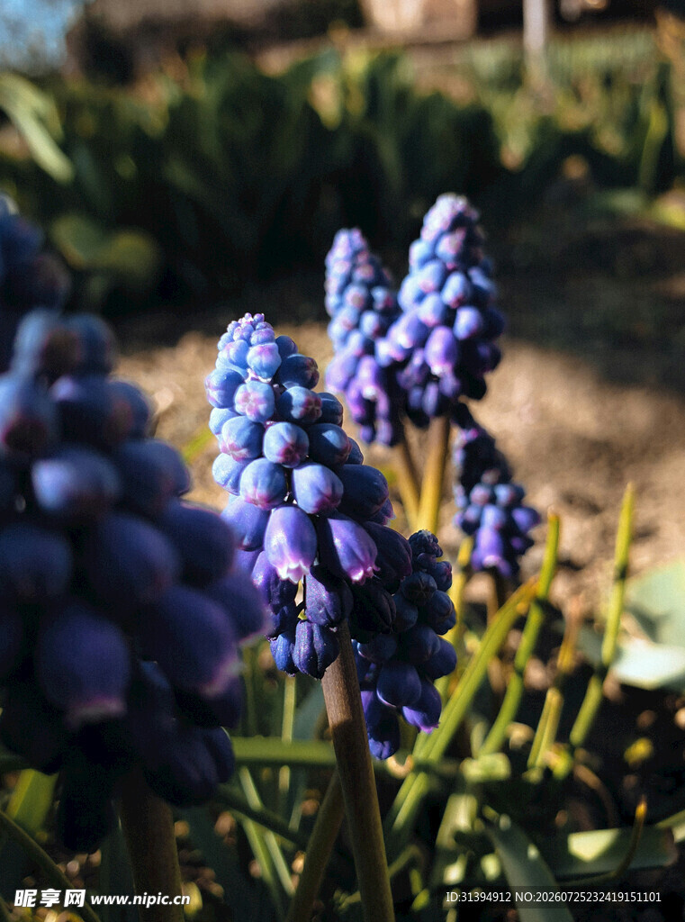 蓝紫色葡萄风信子花卉特写