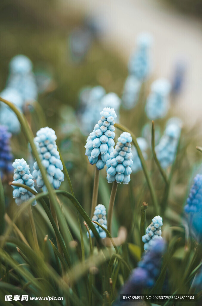蓝铃花特写清新自然之美