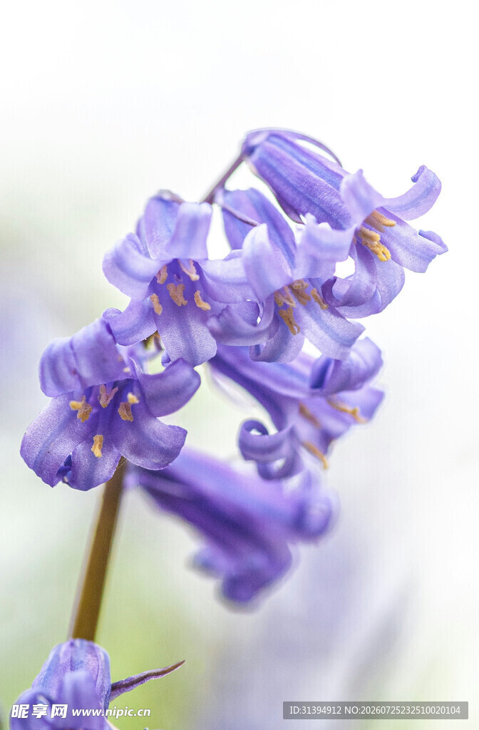 紫色风铃花特写