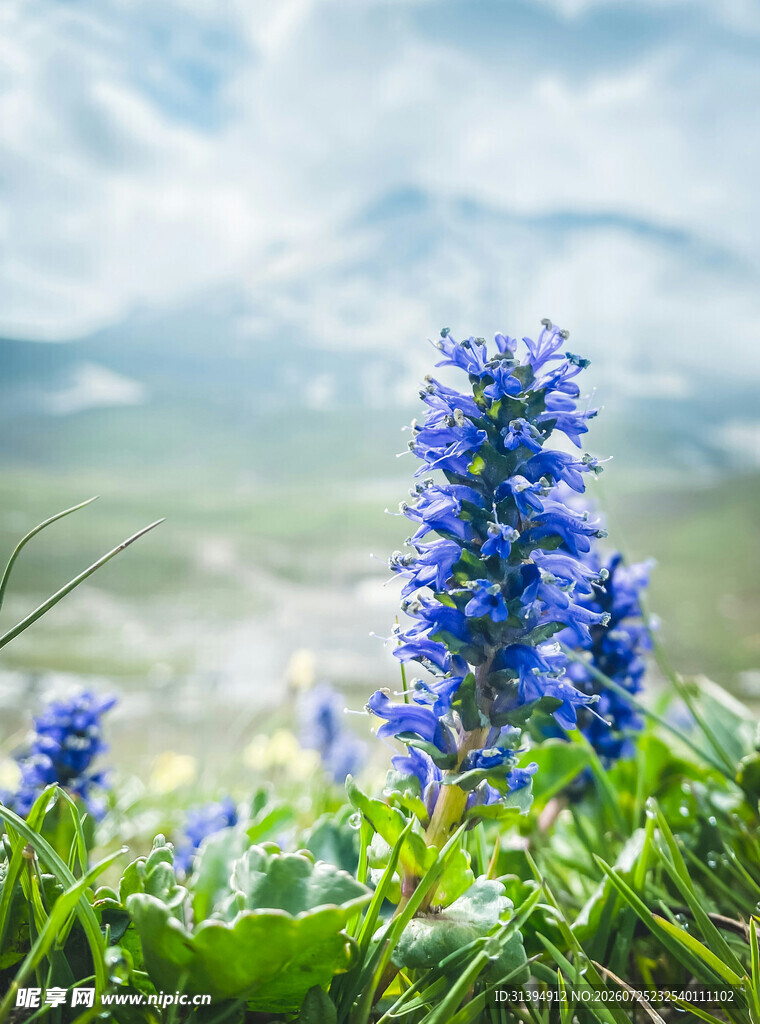 蓝花绽放于绿野之间