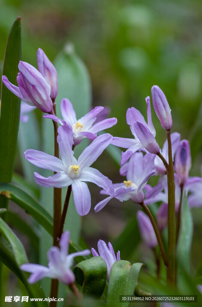 紫色星状小花绽放