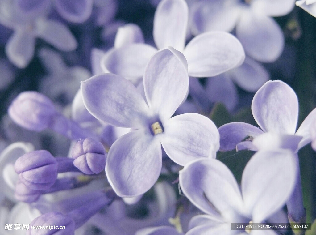 紫丁香花朵特写