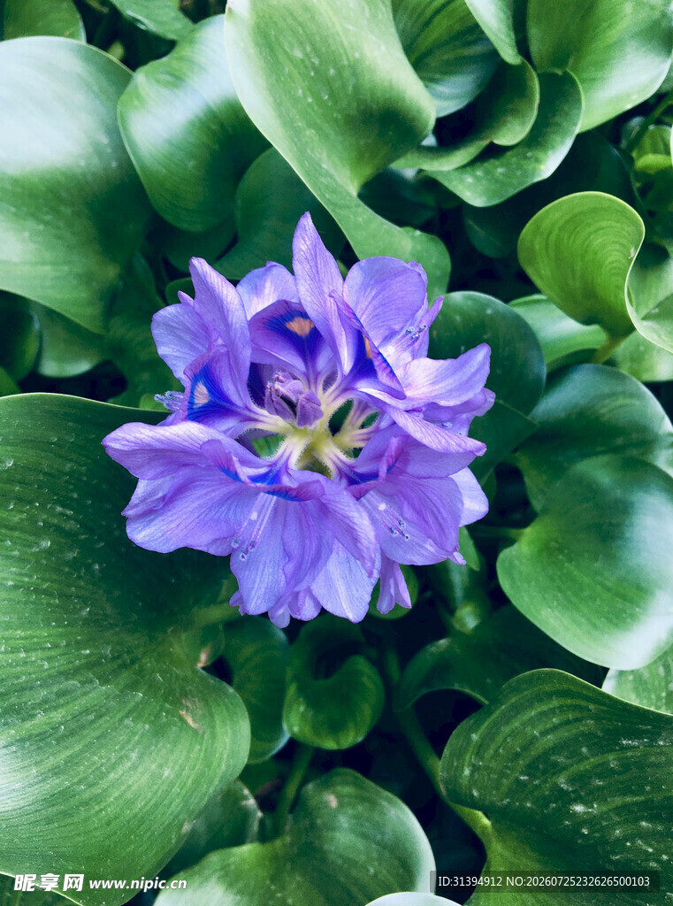 紫色水葫芦特写