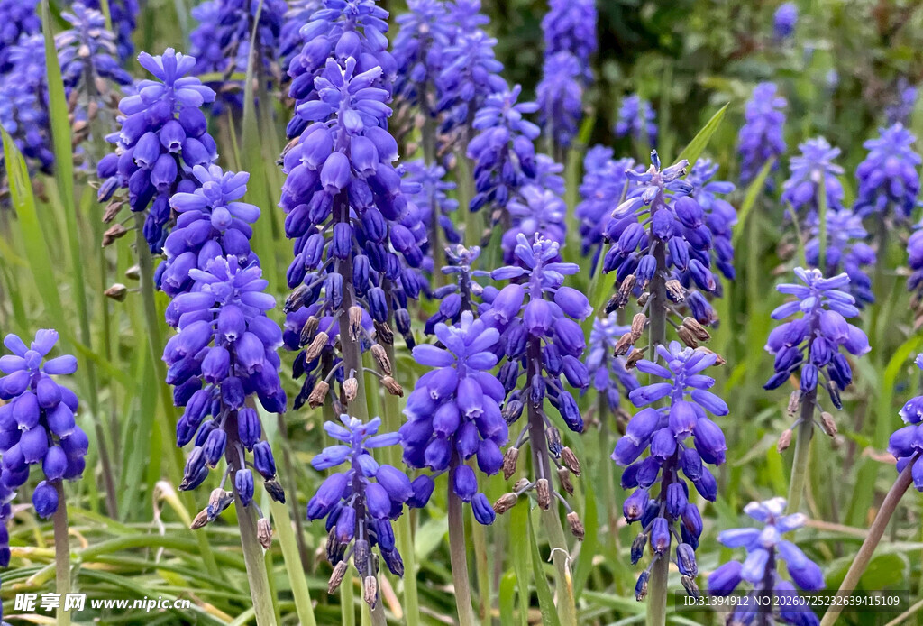 蓝紫色风信子花丛绽放
