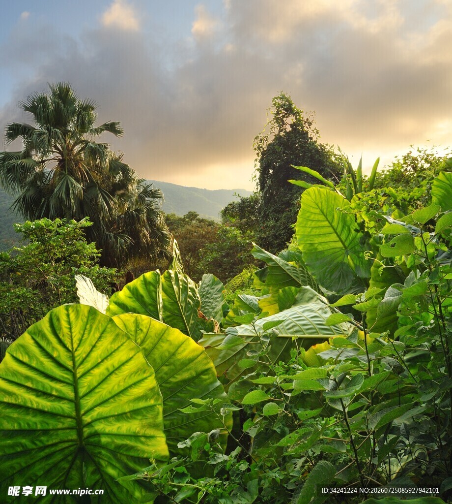 热带清晨的繁茂绿植景观