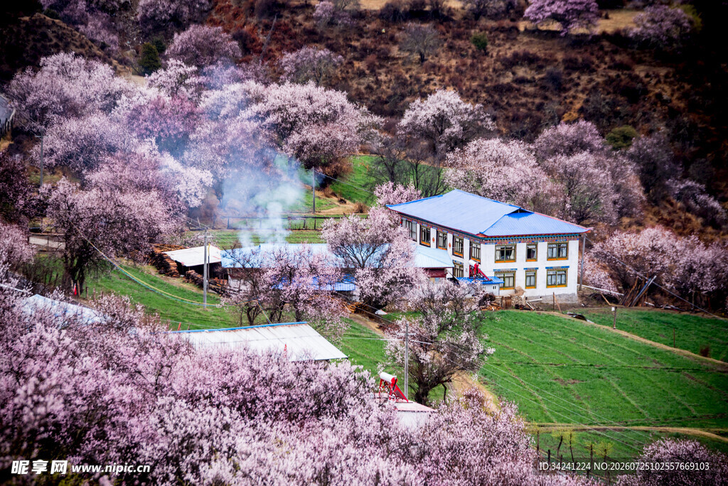 春日山村繁花中的小屋