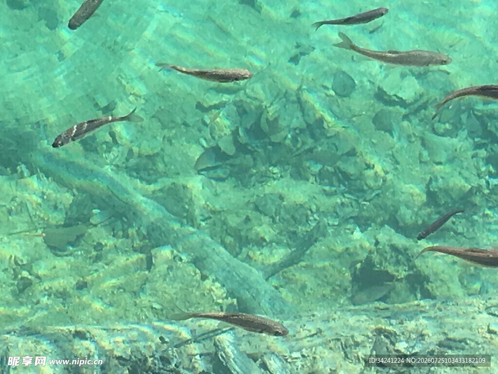 清澈水中游动的群鱼