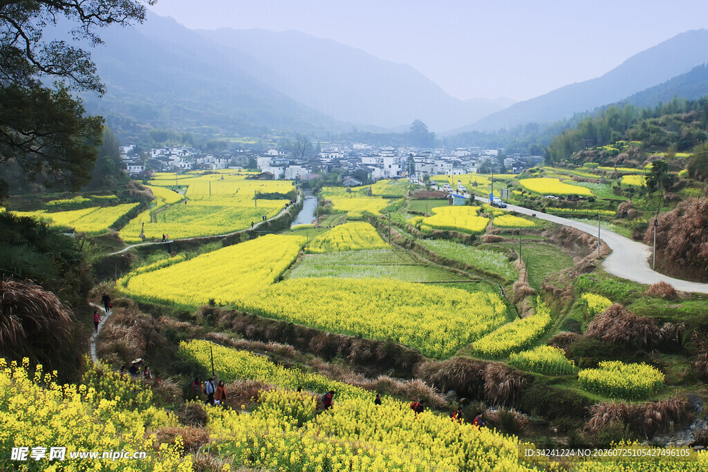 春日山间油菜花海村落
