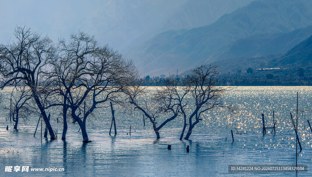 水域枯树景观