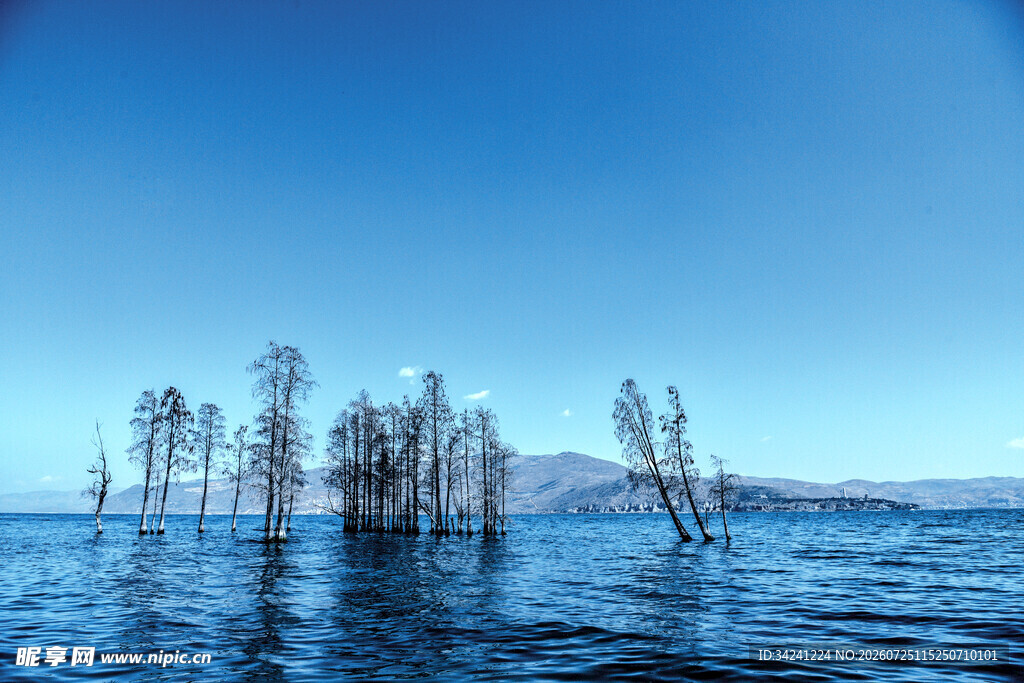 水中枯树的静谧湖景