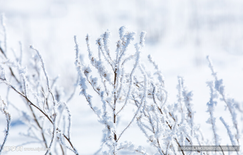 冬日覆雪植物景观