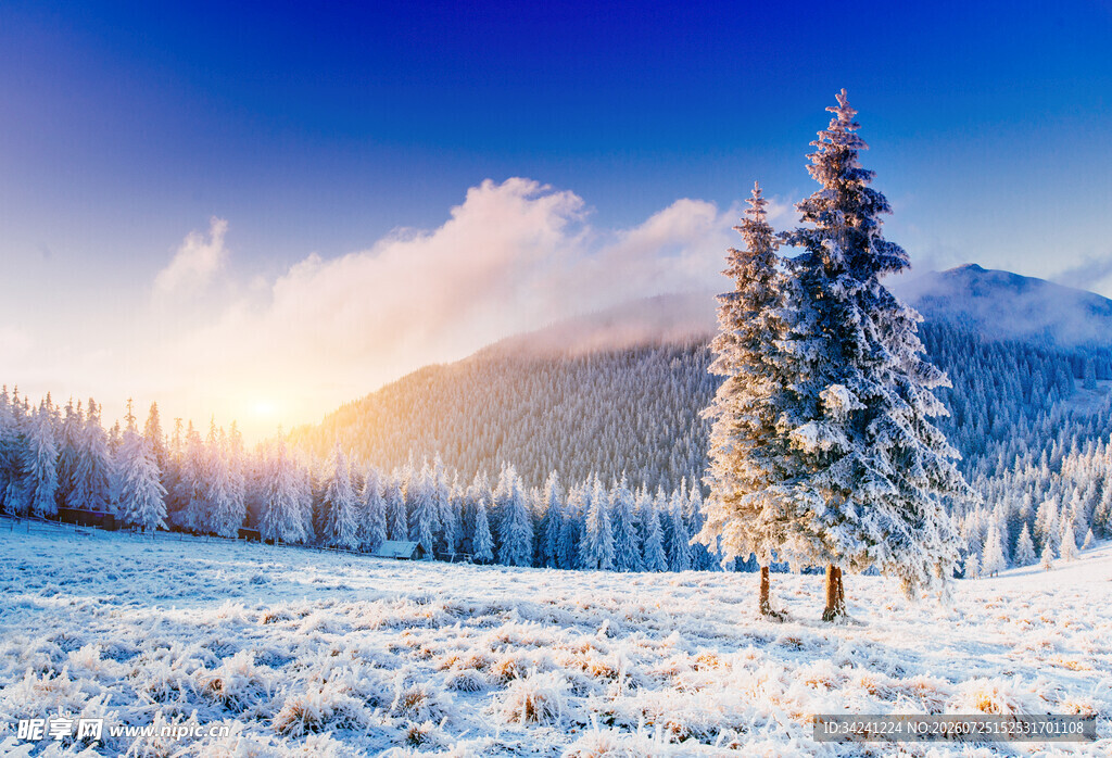 冬日雪林美景