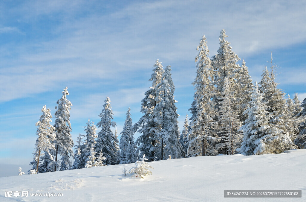 雪覆松林的冬日美景