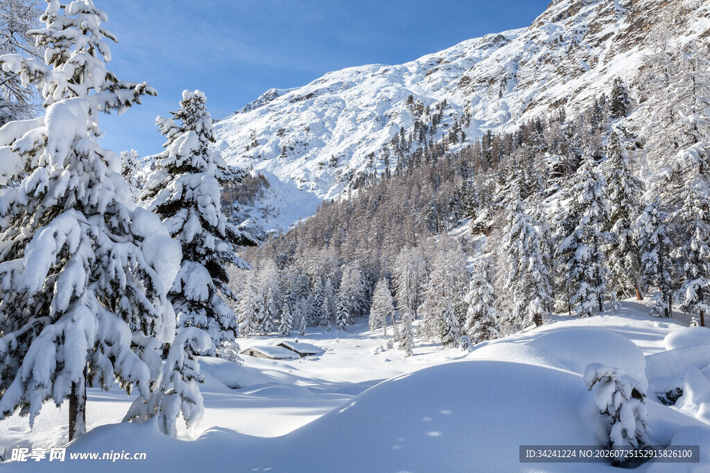 冬日雪景中的静谧山林