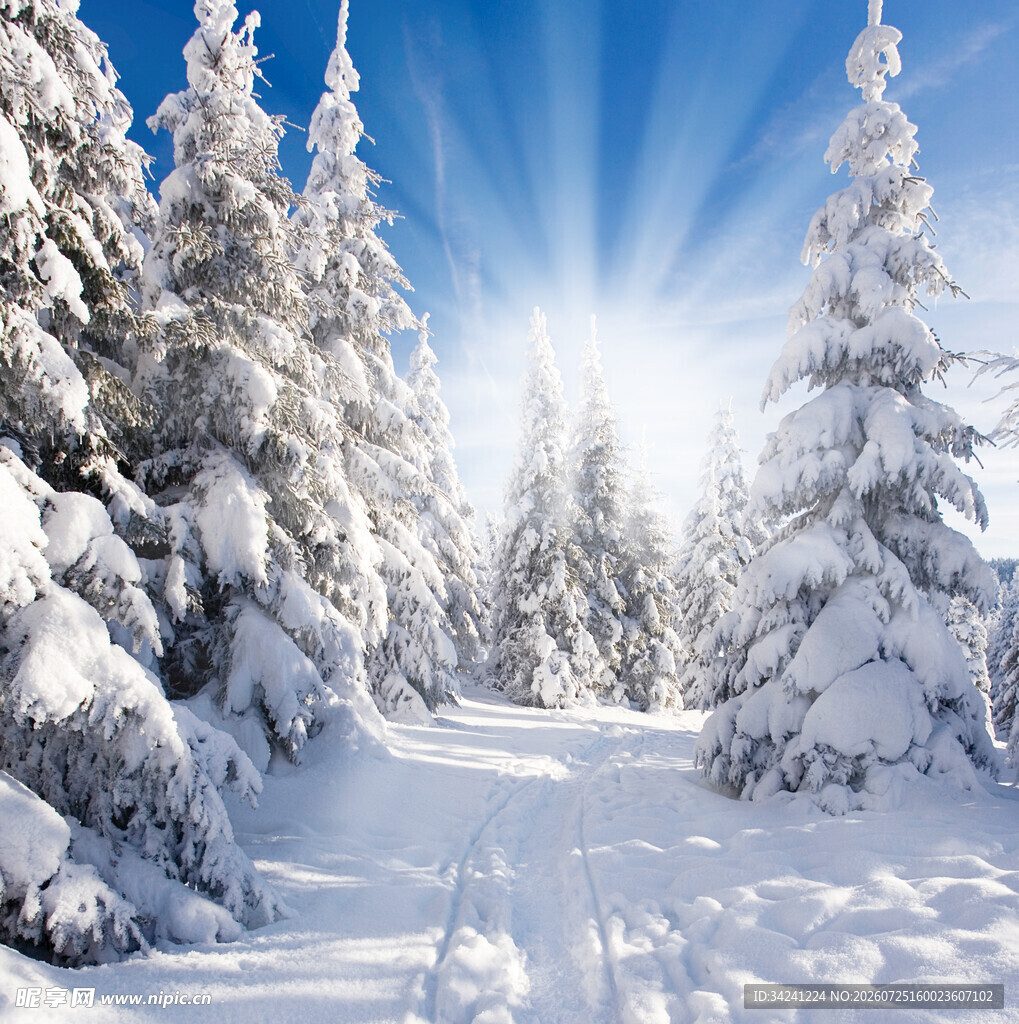 冬日雪林美景