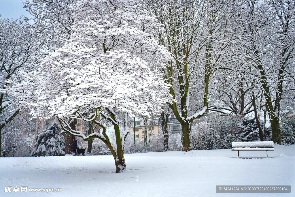 冬日雪覆树林静谧美景