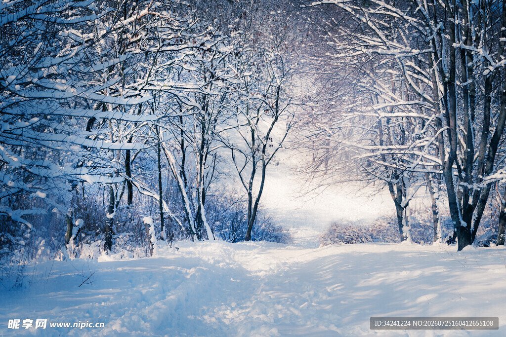 冬日雪林美景