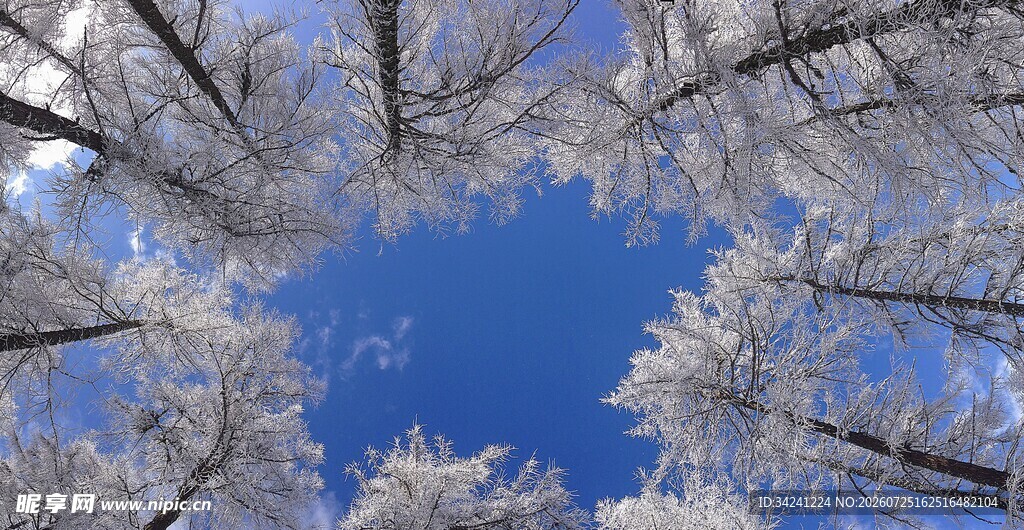 冬日雪覆树林蓝天美景