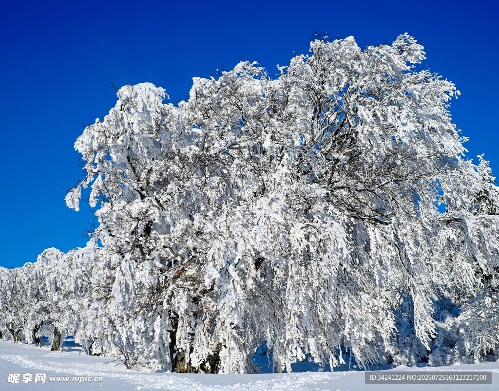 雪覆树木的冬日美景