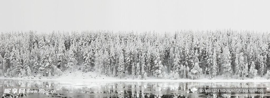 冬日雪覆森林美景