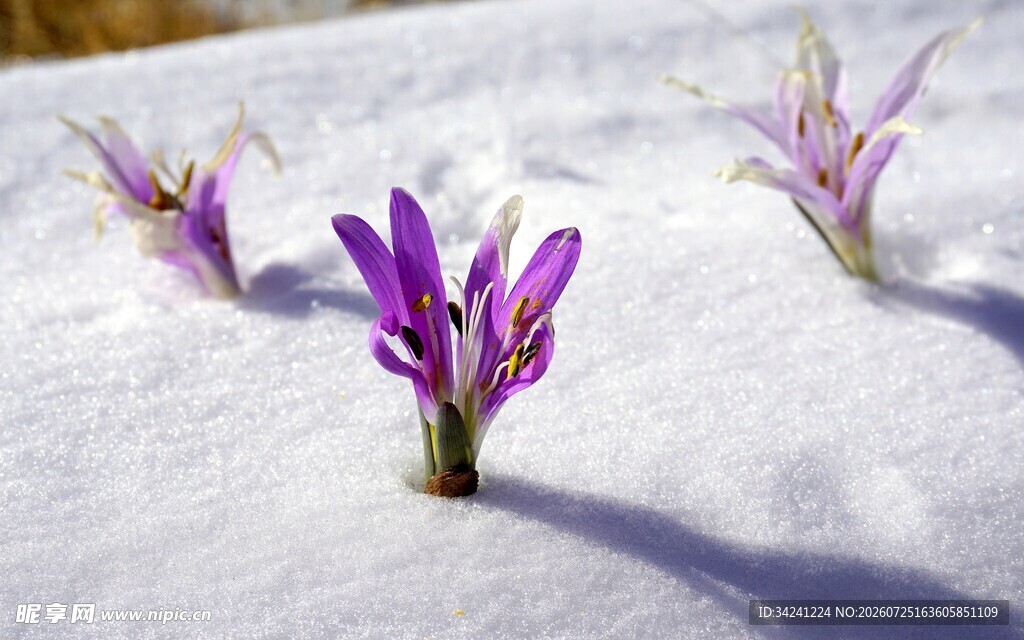 雪中之花绽放