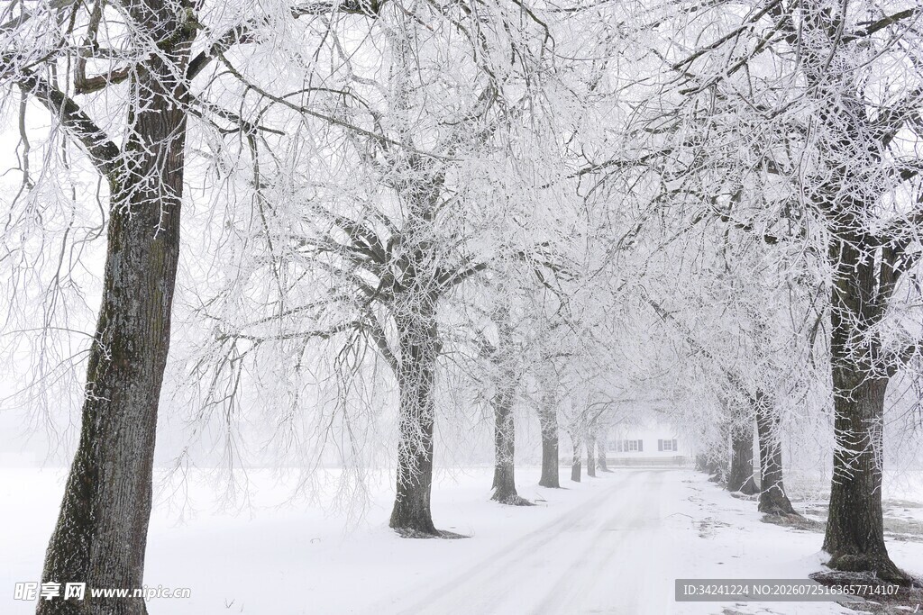 雪覆林间小道静谧雪景