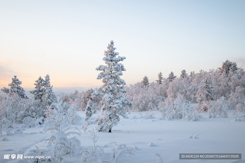 冬日雪景中的挺拔雪松