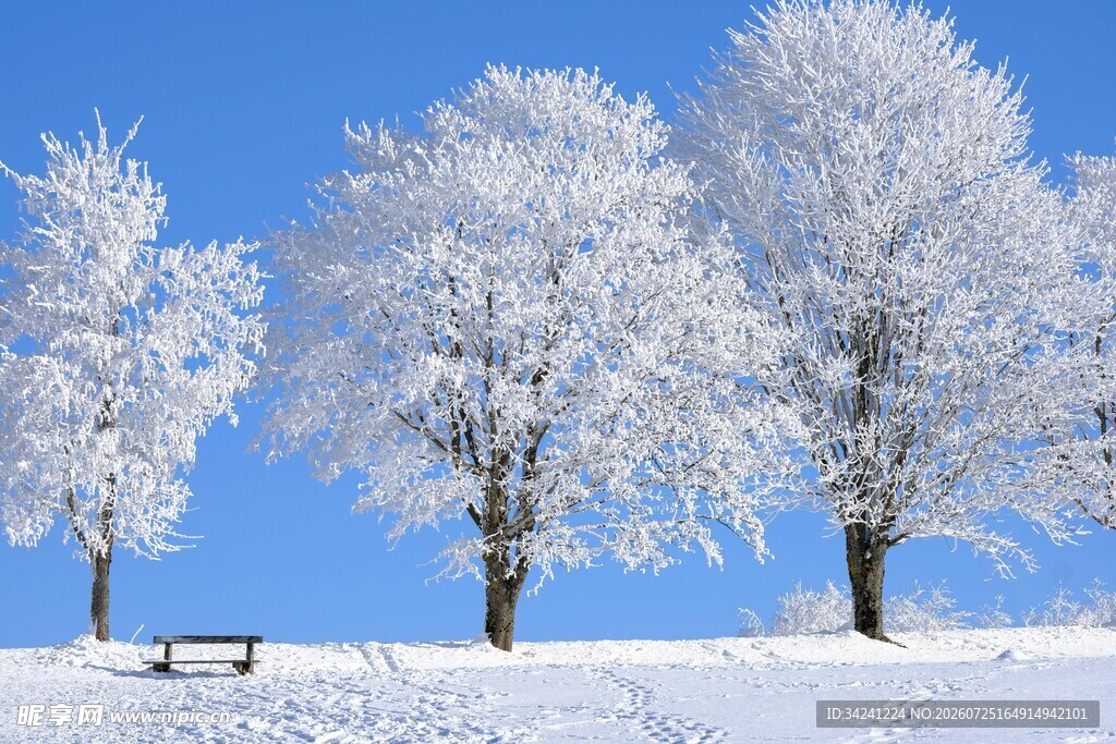 冬日雪景中的银白树木与长椅