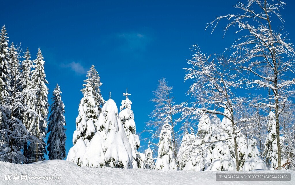 冬日雪景中的银白树木