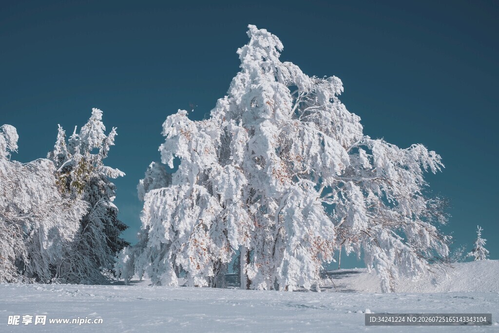 雪覆树木的冬日美景