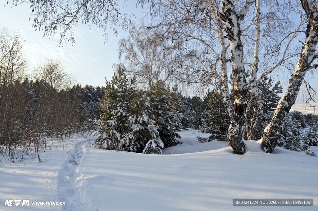 冬日雪林美景