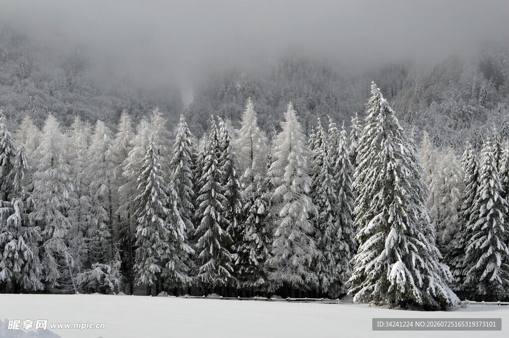 雪覆松林美景