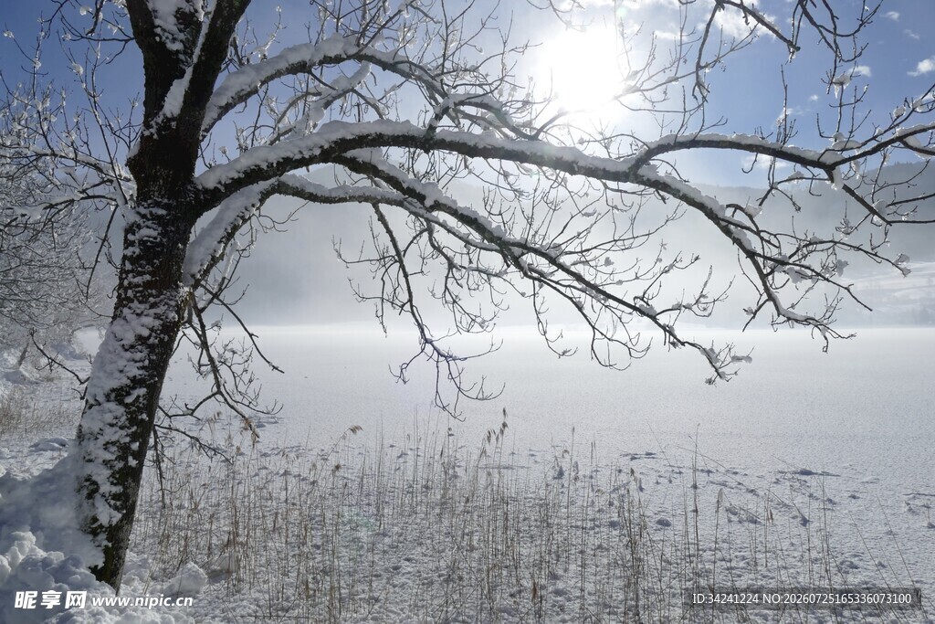 冬日雪景枝头覆雪的静谧
