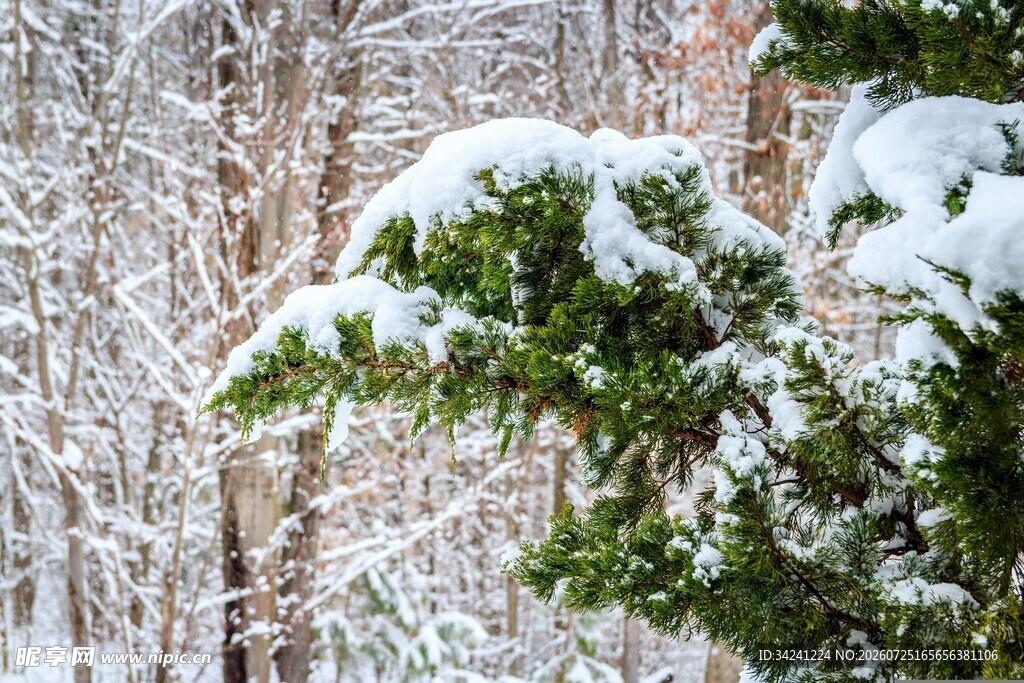 雪覆青松的冬日美景