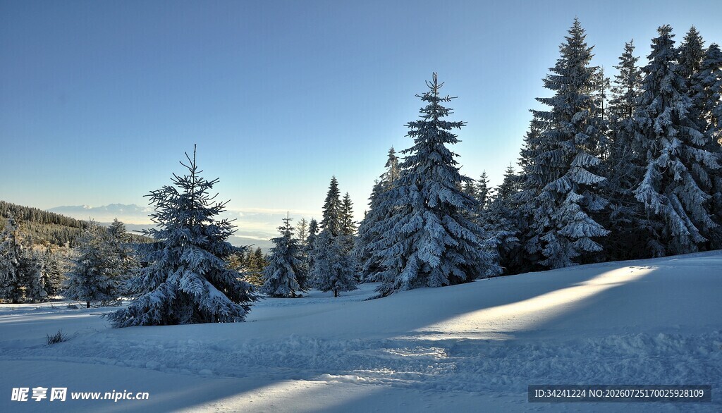 冬日雪林美景