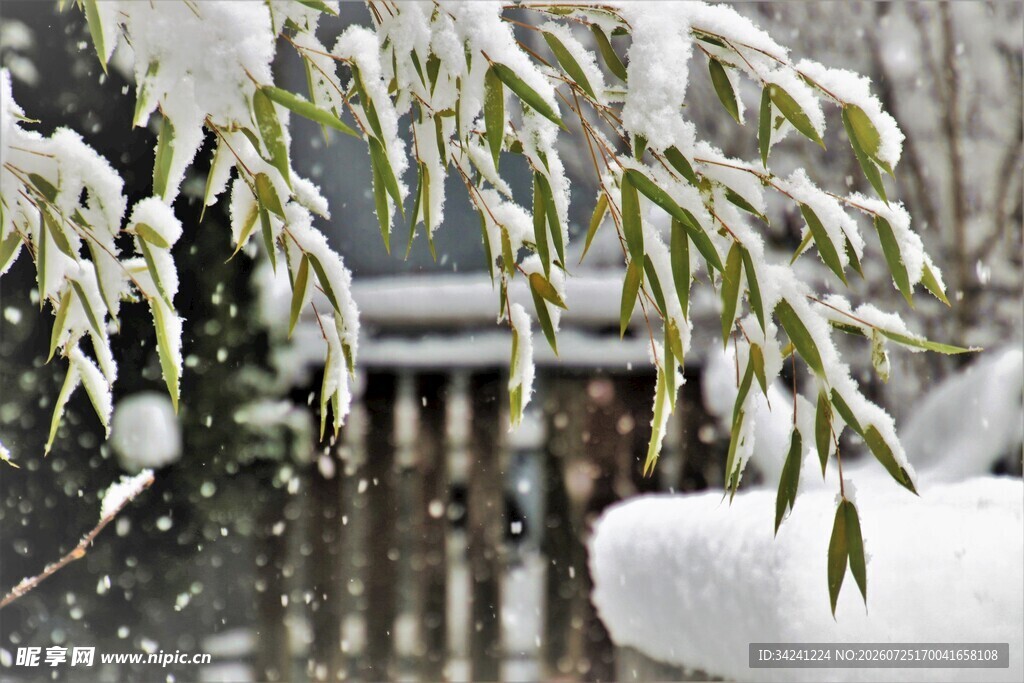 雪覆翠竹景