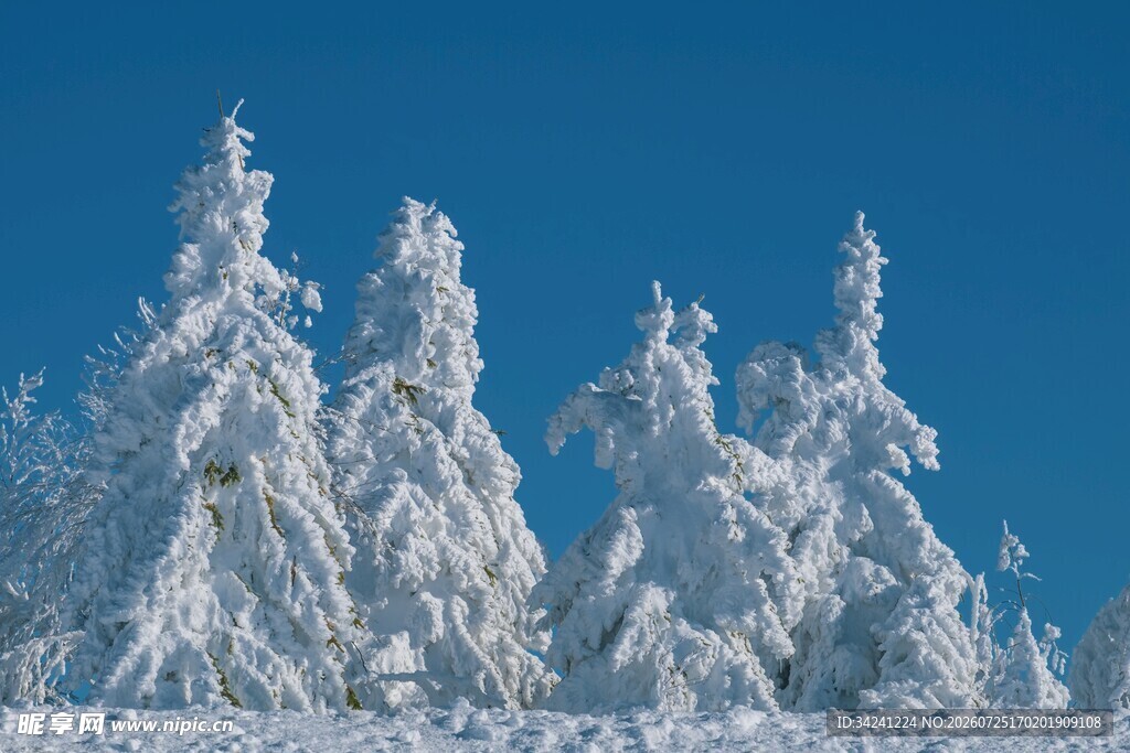 雪覆松林蓝天映衬美景
