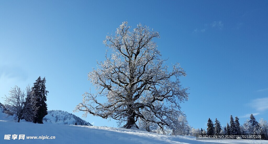 冬日雪境中的孤树