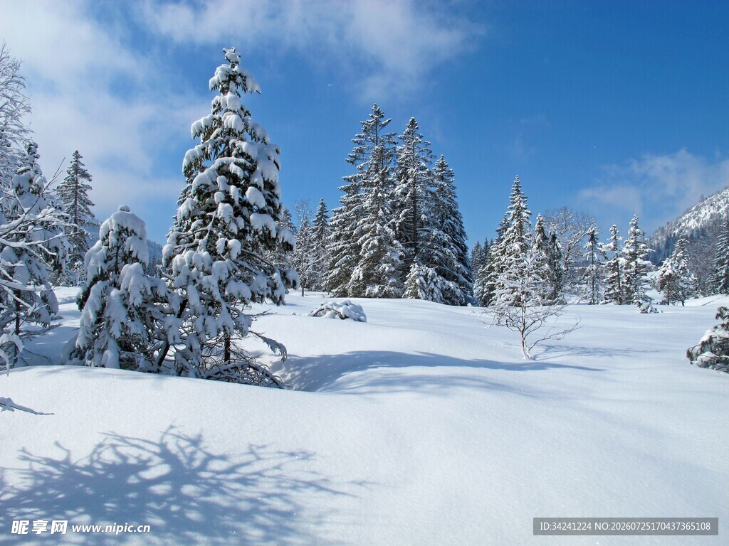 冬日雪景中的银白松林