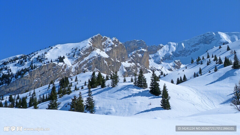 雪山松林雪景壮丽风光
