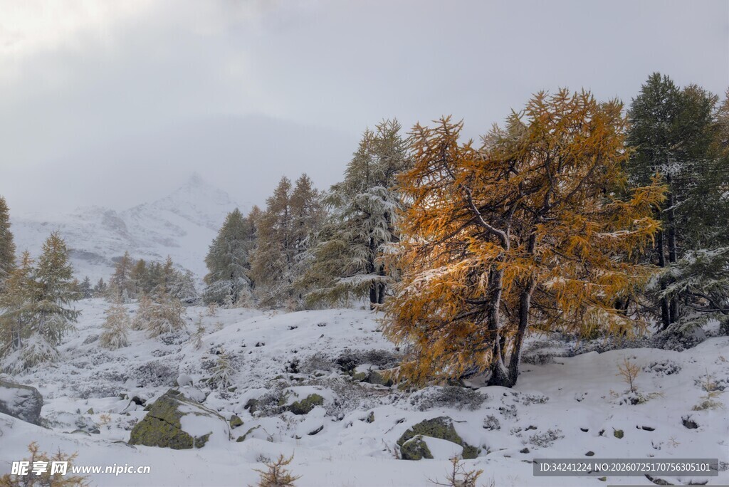 雪覆山林中的金黄树木