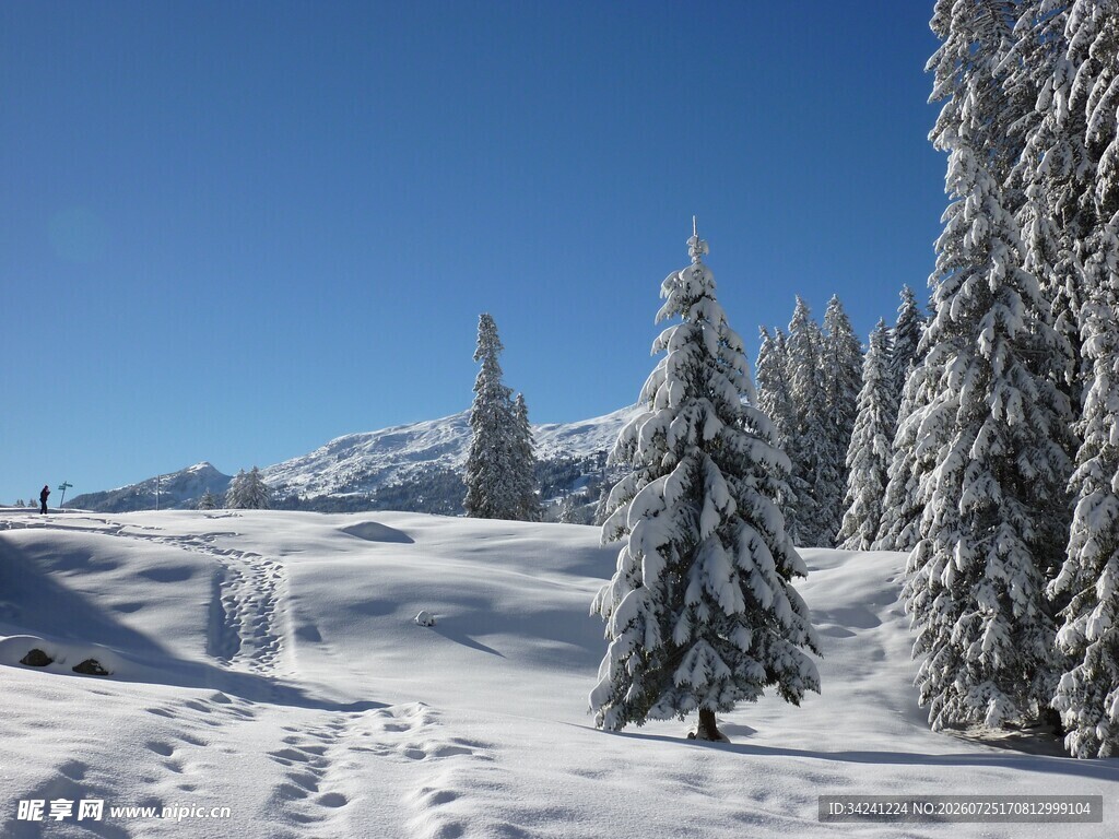 冬日雪景中的挺拔雪松