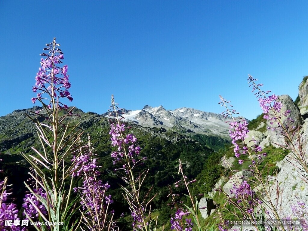 山间紫花映雪山美景