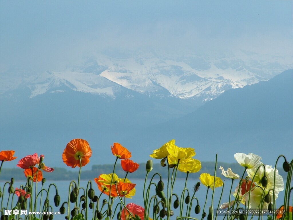 花海映雪山绚烂自然景