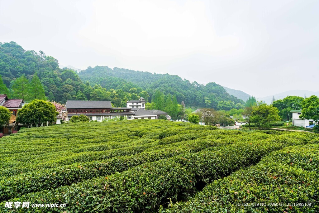 翠绿茶园青山环绕之景