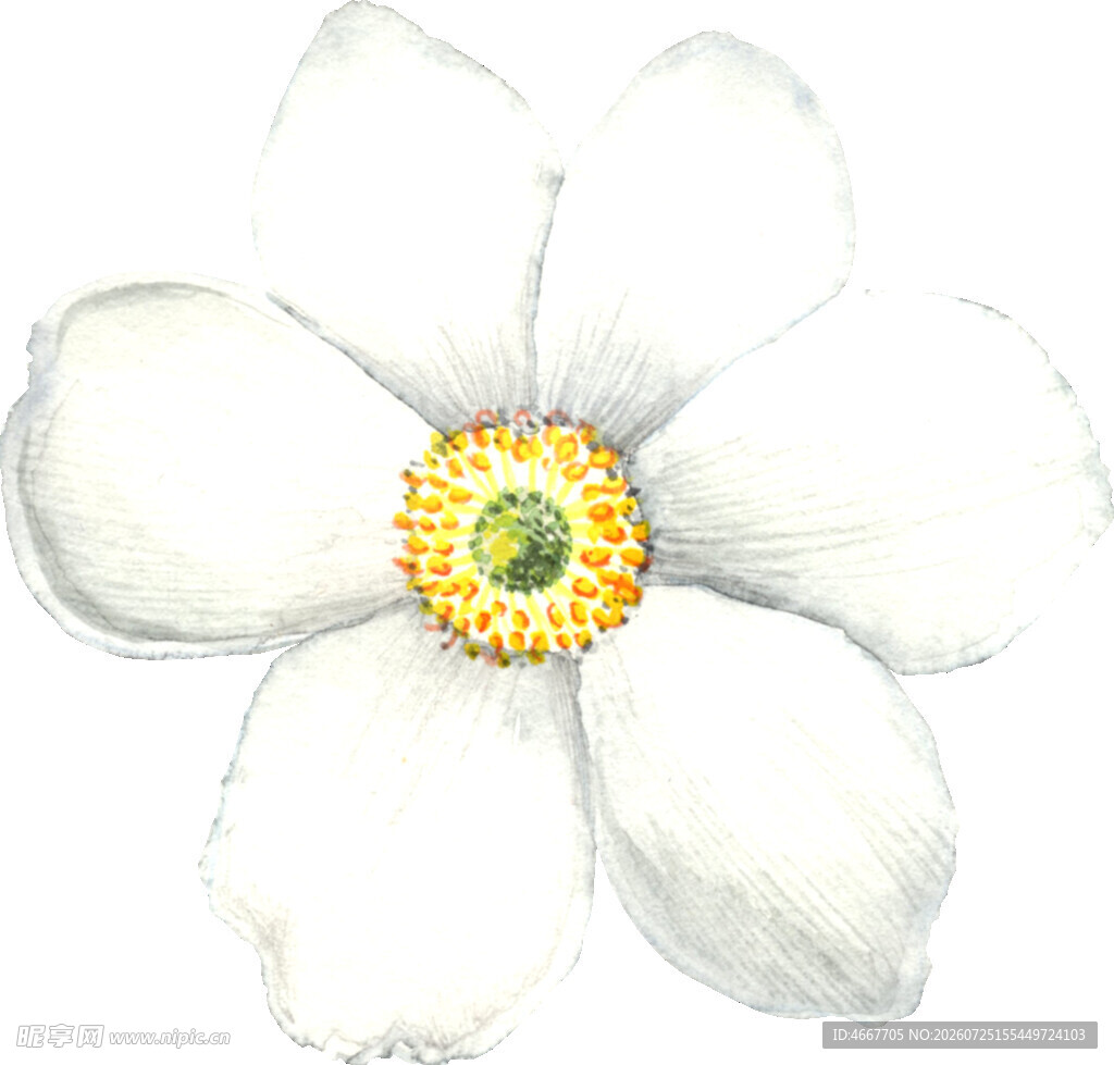 白色花朵水彩画